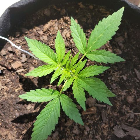 Gorilla Glue #4 growlog timeline photo
