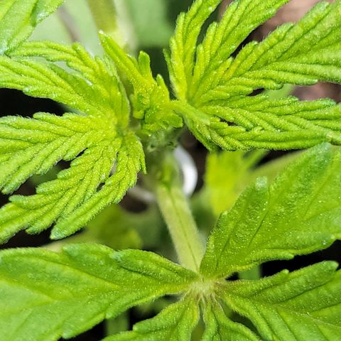 Gorilla Glue #4 growlog timeline photo