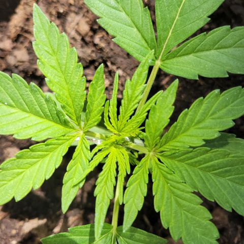 Gorilla Glue #4 growlog timeline photo