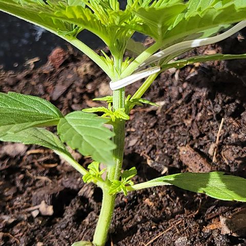Súper Lemon Haze auto growlog timeline photo