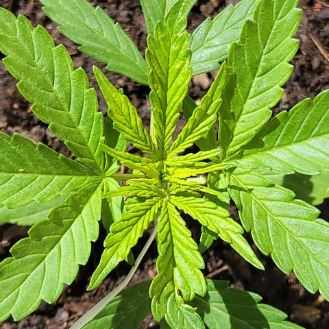 Súper Lemon Haze auto growlog timeline photo