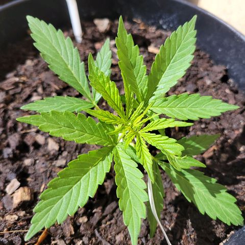 Súper Lemon Haze auto growlog timeline photo