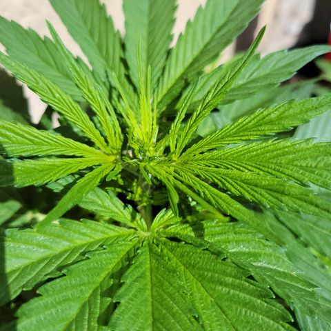 Runtz Auto growlog timeline photo