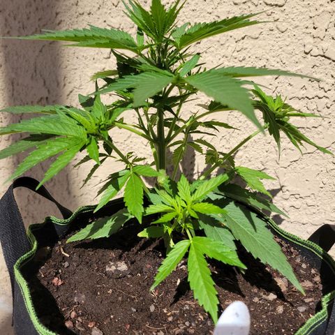 Runtz Auto growlog timeline photo
