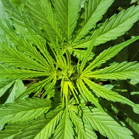 Runtz Auto growlog timeline photo