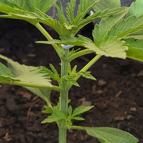 Gorilla Glue #4 growlog timeline photo