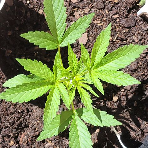 Gorilla Glue #4 growlog timeline photo
