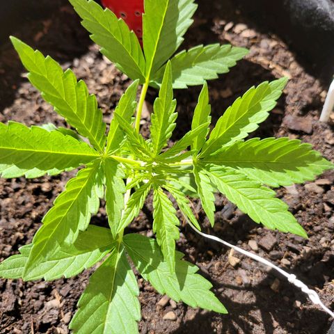 Gorilla Glue #4 growlog timeline photo