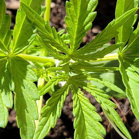 Gorilla Glue #4 growlog timeline photo