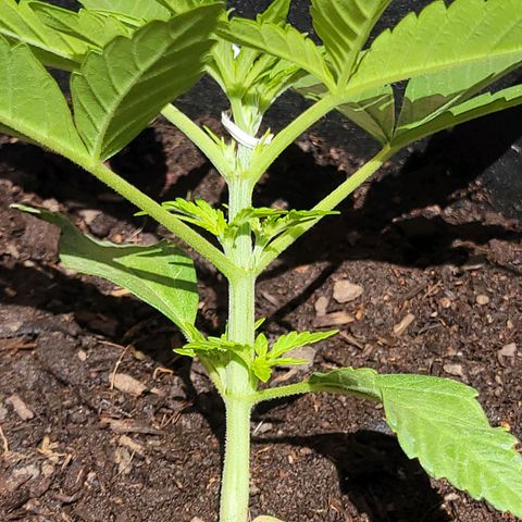 Gorilla Glue #4 growlog timeline photo