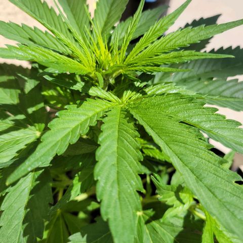 Runtz Auto growlog timeline photo