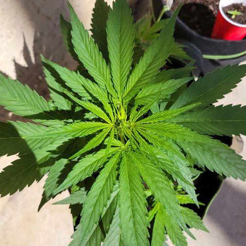 Runtz Auto growlog timeline photo