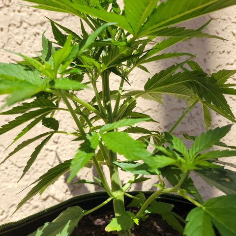 Runtz Auto growlog timeline photo