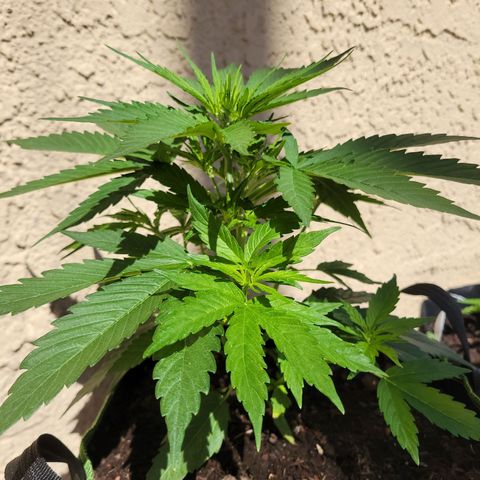 Runtz Auto growlog timeline photo