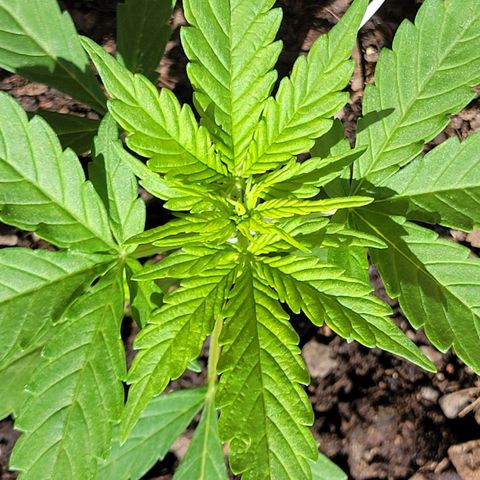 Súper Lemon Haze auto growlog timeline photo