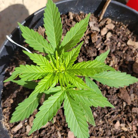 Súper Lemon Haze auto growlog timeline photo