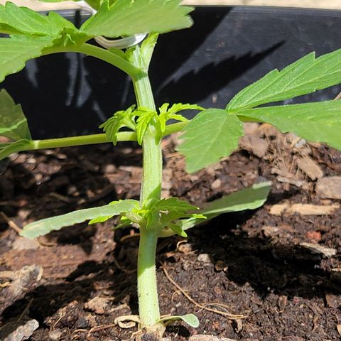 Súper Lemon Haze auto growlog timeline photo