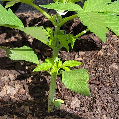 Gorilla Glue #4 growlog timeline photo