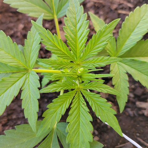 Gorilla Glue #4 growlog timeline photo