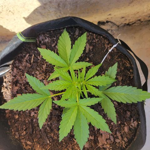Gorilla Glue #4 growlog timeline photo