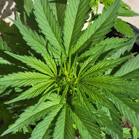 Runtz Auto growlog timeline photo