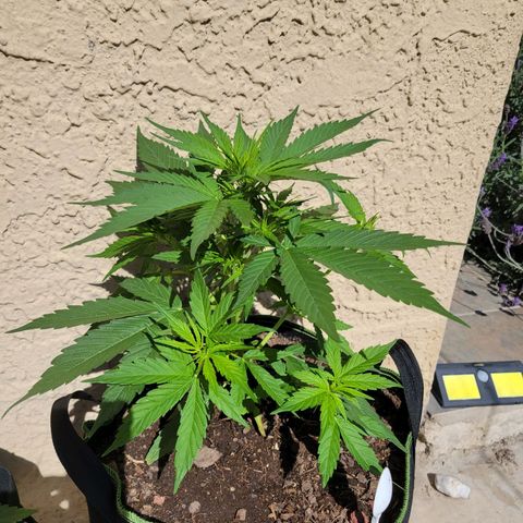 Runtz Auto growlog timeline photo
