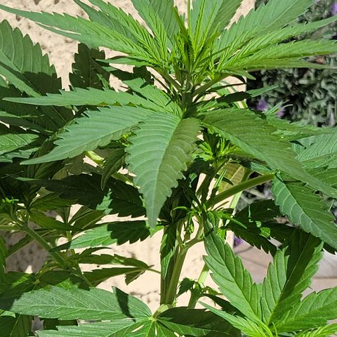 Runtz Auto growlog timeline photo