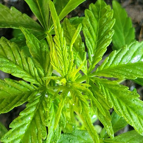 Súper Lemon Haze auto growlog timeline photo