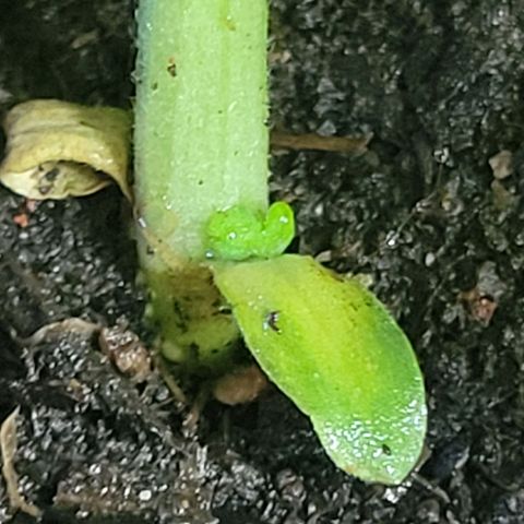 Súper Lemon Haze auto growlog timeline photo