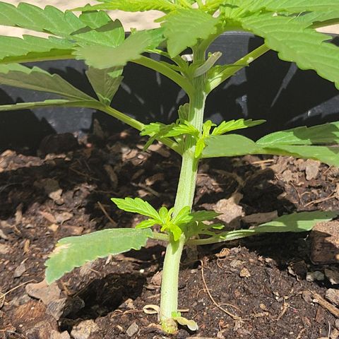 Súper Lemon Haze auto growlog photo: La enana 🥹