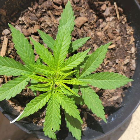 Súper Lemon Haze auto growlog photo: La enana 🥹