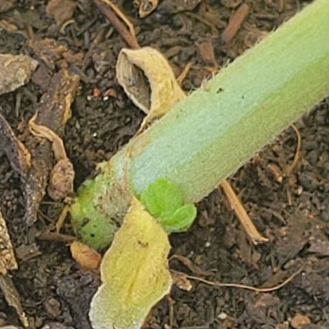 Súper Lemon Haze auto growlog photo: La enana 🥹