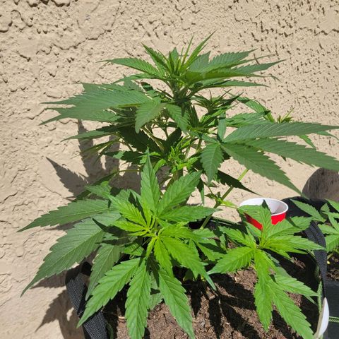 Runtz Auto growlog timeline photo