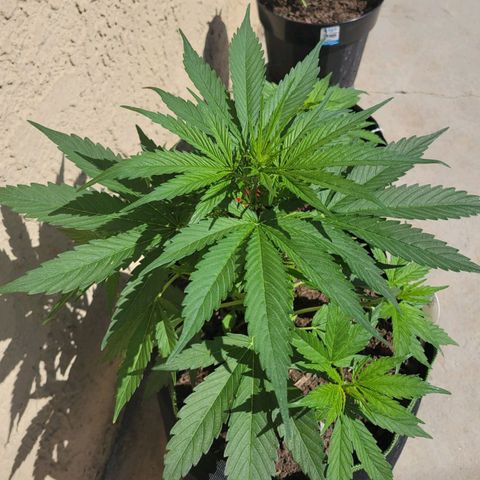Runtz Auto growlog timeline photo