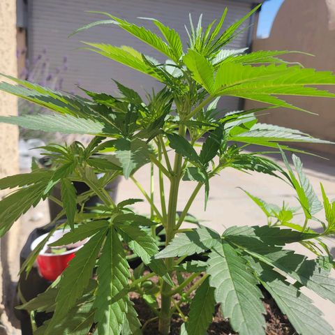 Runtz Auto growlog timeline photo
