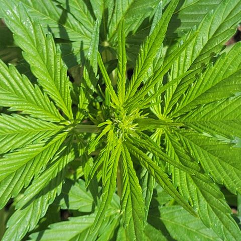 Runtz Auto growlog timeline photo