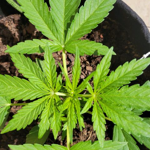 Gorilla Glue #4 growlog timeline photo
