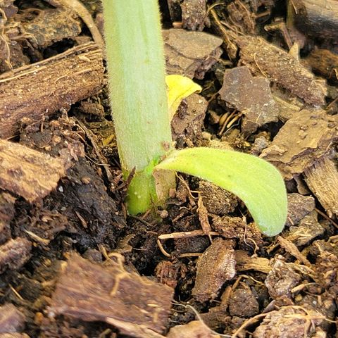 Gorilla Glue #4 growlog timeline photo