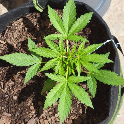 Gorilla Glue #4 growlog timeline photo