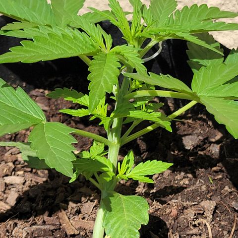 Gorilla Glue #4 growlog timeline photo