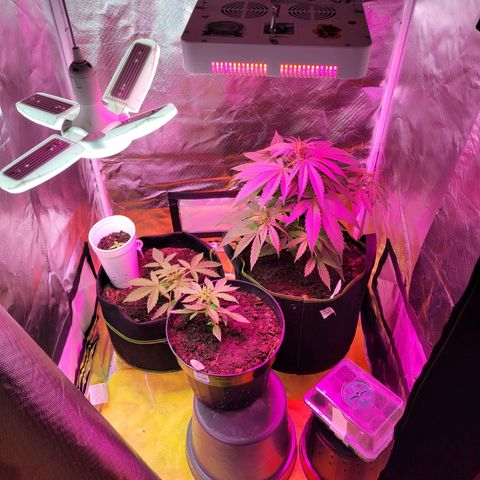 Súper Lemon Haze auto growlog timeline photo