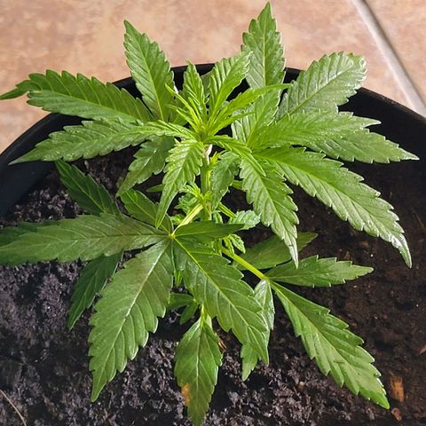 Súper Lemon Haze auto growlog timeline photo