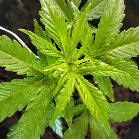 Súper Lemon Haze auto growlog timeline photo