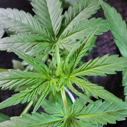 Gorilla Glue #4 growlog timeline photo
