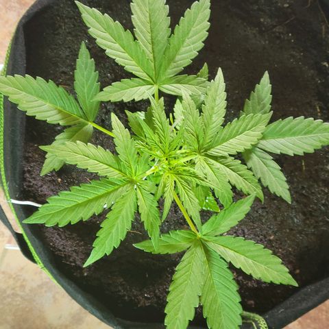 Gorilla Glue #4 growlog timeline photo