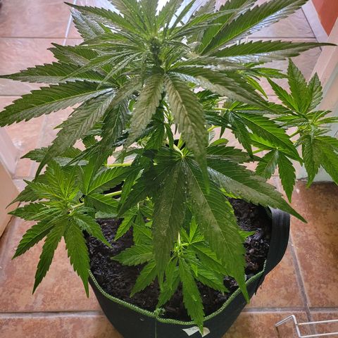 Runtz Auto growlog timeline photo