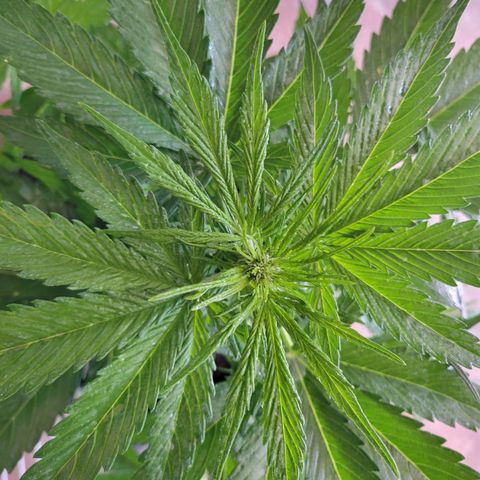 Runtz Auto growlog timeline photo