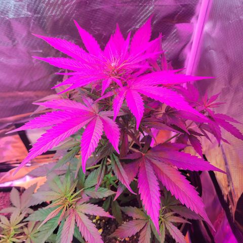 Runtz Auto growlog timeline photo