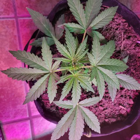 Gorilla Glue #4 growlog timeline photo