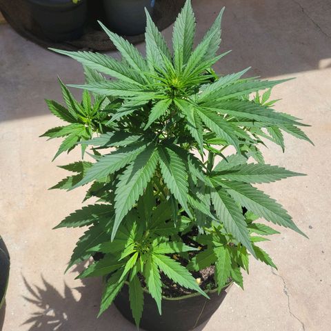 Runtz Auto growlog timeline photo